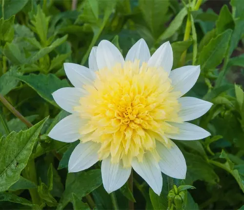 An image of Anemone Dahlia