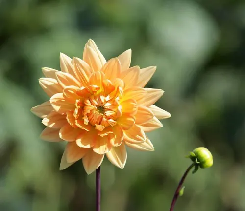 Image of Dahlia Plant