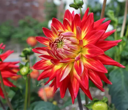 The striking variegated flower of a bi-coloured Dahlia plant.