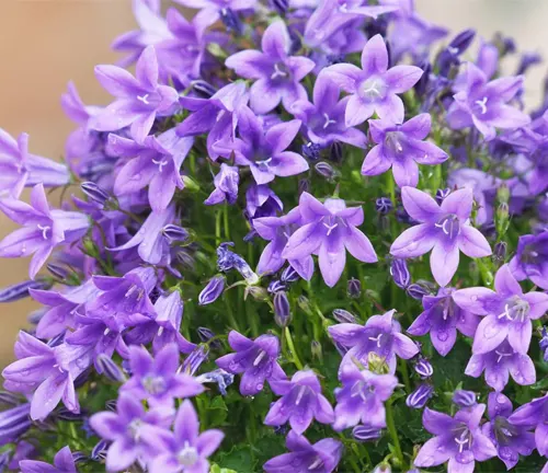 Purple flowers of the Dalmatian wall bellflower, Campanula portenschlagiana