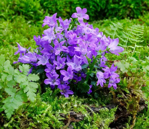 Dalmatian bellflower (Campanula portenschlagiana), blooming among mosses and ferns