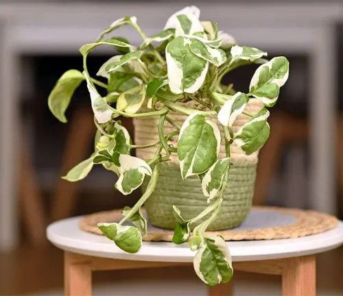 Variegated Epipremnum aureum plant with green and white leaves in a textured green pot on a small table.