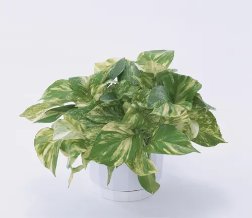 Lush Epipremnum aureum with green and cream leaves in a white pot on a plain background