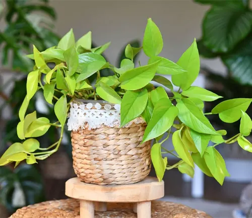 Bright green Epipremnum aureum in a woven pot with a white lace pattern, on a wooden stand.