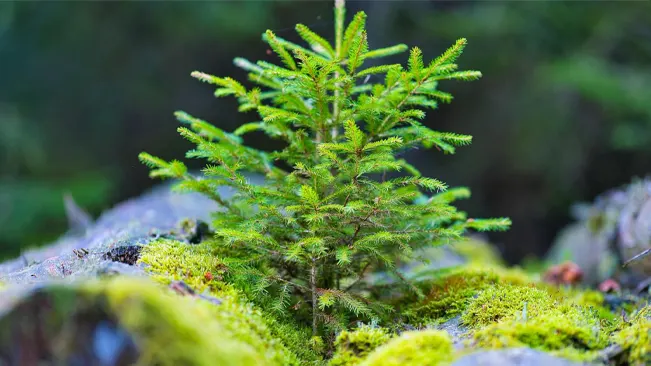 How to Choose Small Evergreen Trees for Landscaping