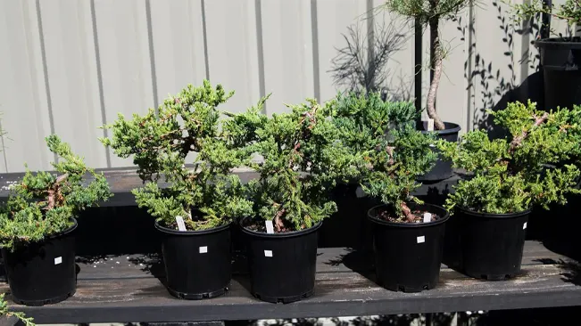 Juniperus procumbens or known as Juniper Bonsai starter