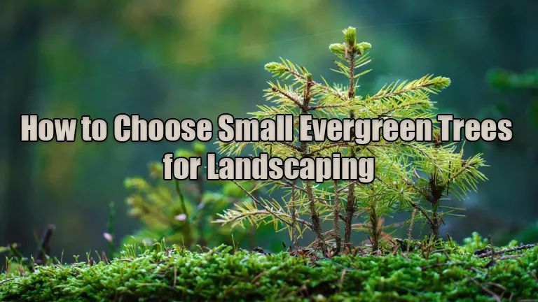How to Choose Small Evergreen Trees for Landscaping