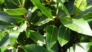 Bay Leaf Plant Featured Image