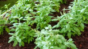 Holy Basil Plant Feature Image