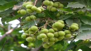 A cluster of unripe green berries on a tree with broad leaves