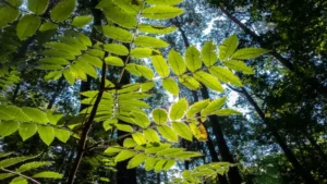 Sunlight shining through a canopy of fern-like leaves in a dense forest
