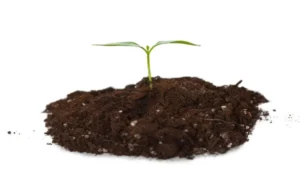Seedling sprouting from soil.