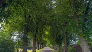 Tree-lined road creating a green tunnel effect with sunlight filtering through leaves