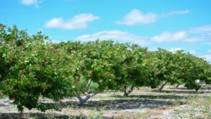 Fruit trees with ripe red fruit in an orchard under a clear blue sky