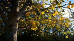 Sunlight filtering through yellow and green leaves on a mature tree in early autumn.