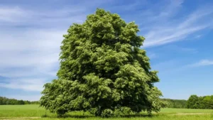 Solitary large tree with lush green foliage in a field under a wide blue sky with wispy clouds.