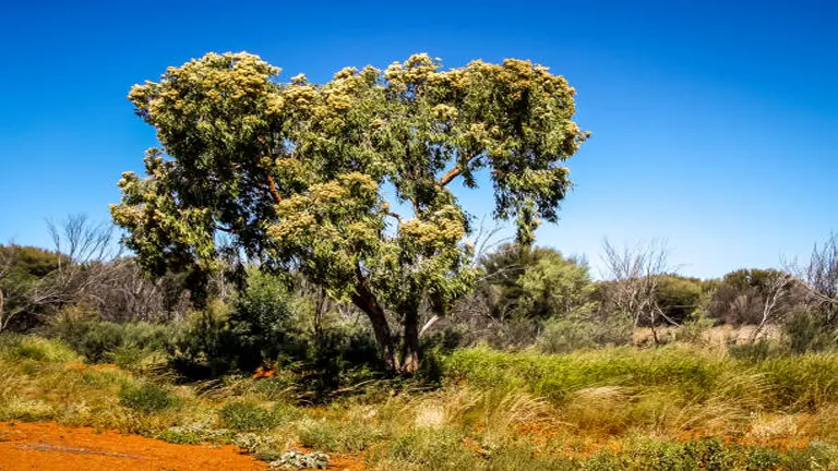 Corymbia Maculata Tree