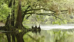 Swamp tree with buttressed roots and Spanish moss, reflected in water