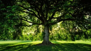 Large tree with a full canopy casting dappled sunlight on the surrounding grass.
