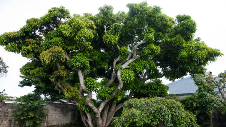 Lecythidaceae Tree