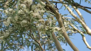Fluffy white eucalyptus blossoms amidst green leaves, with pale branches in the background against a blue sky.
