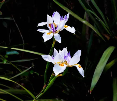 A closeup of African iris or Dietes Iridioides flowers blooming in a field