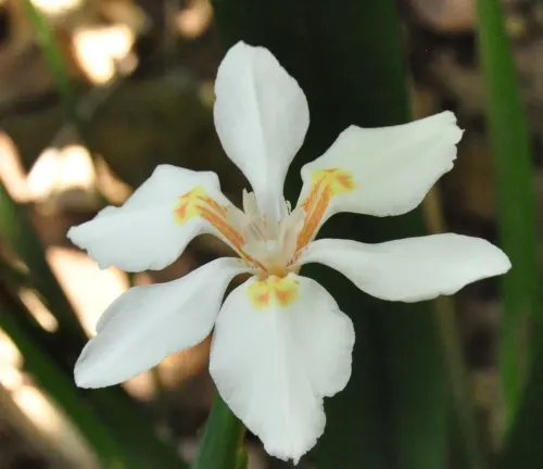 An image of Dietes Butcheriana