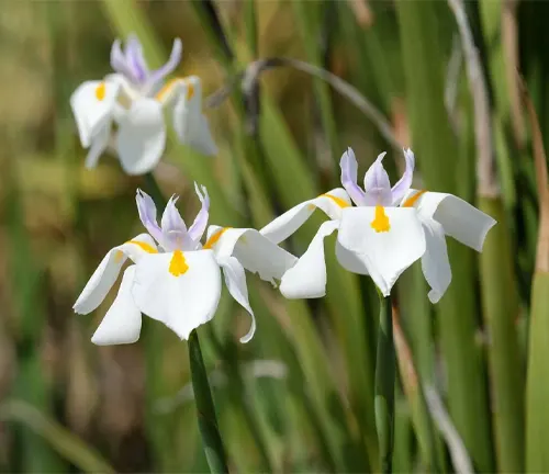 Dietes iridioides, Fortnight Lily White/yellow/violet