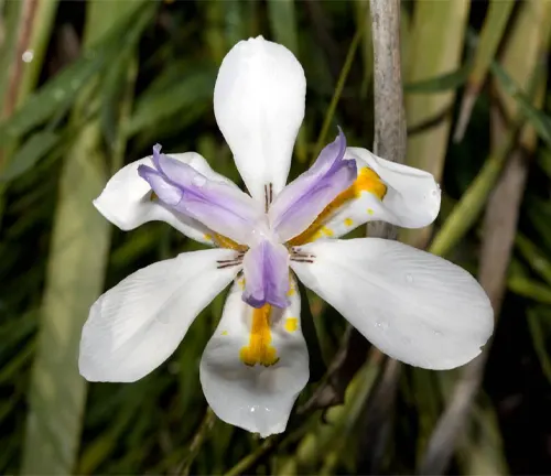Close-up of Wood/ African Cape/ Cape/ Morea /Wild Iris or Fortnight Lily- Dietes iridioides - Family Iridaceae