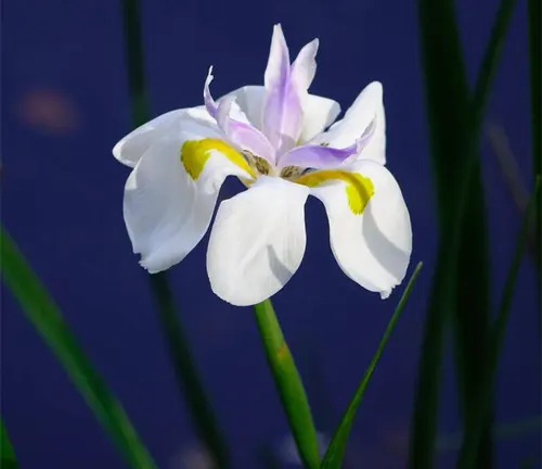 Image of African Iris, Dietes Iridiodes