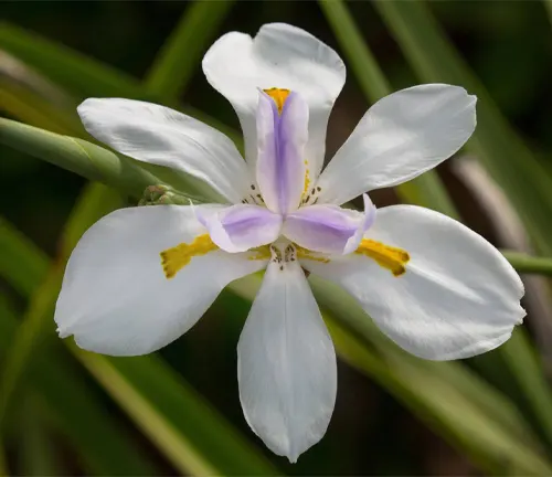 Close up of African iris or Dietes Iridioides flowers