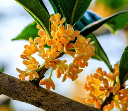 Beautiful osmanthus blooms on the osmanthus 