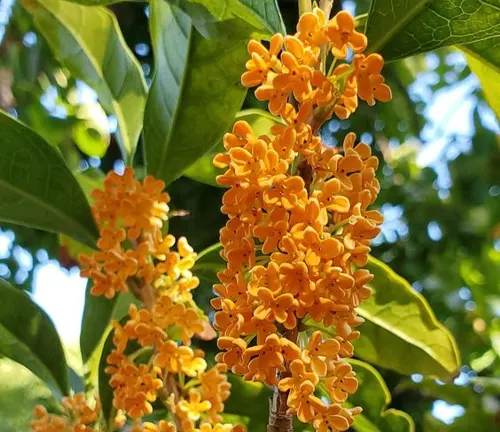 An image of Osmanthus Fragrans 'Apricot Gold'