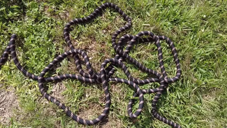 Copper Bullet Hose laying on the grass