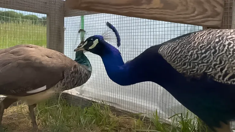 Two peafowl, one with a brown plumage and another with vibrant blue plumage, inside a pen - Raising Rare Peacocks