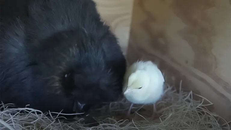 A black hen looking at a white chick in a straw-lined nesting box - Raising Rare Peacocks