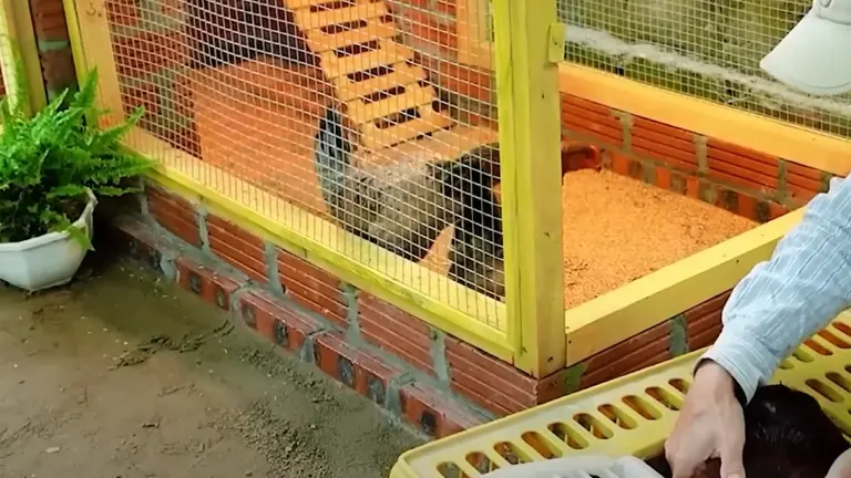 How to Easily Build a Low-Budget Chicken Coop