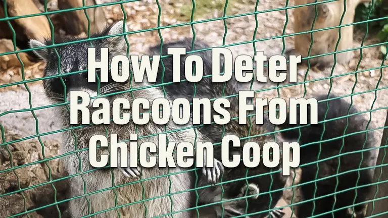 How to Keep Raccoons Away from Your Chicken Coop: Top Strategies