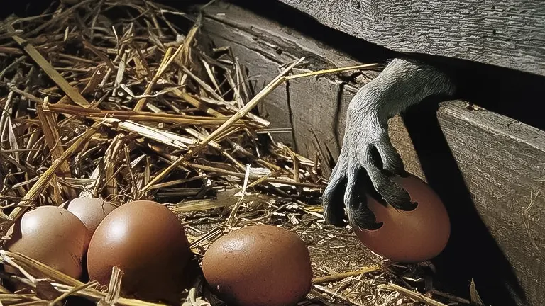 A raccoon's paw reaching for eggs in a straw-lined nest inside a coop