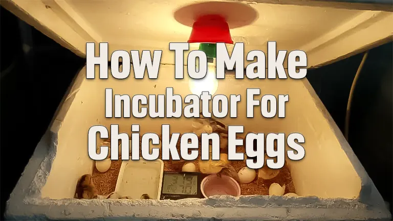 How to Make Incubator For Chicken Eggs: Insider Techniques and Tips