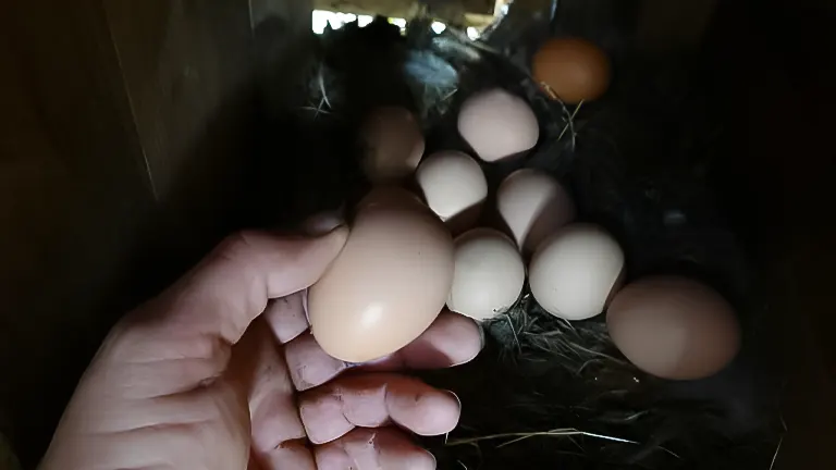 Hand collecting eggs from a nest