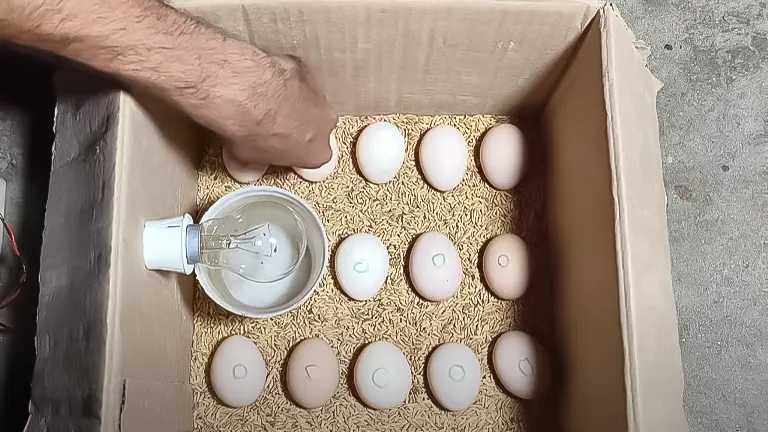 Hand arranging eggs inside a DIY egg incubator with a heat lamp