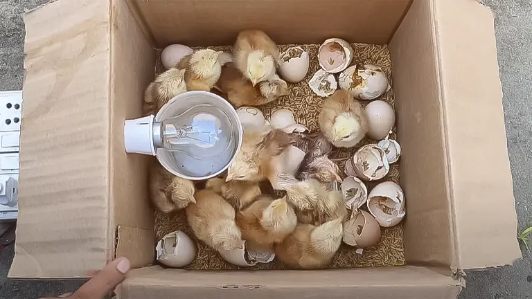 Newly hatched chicks in a DIY incubator with a heat lamp and eggshells