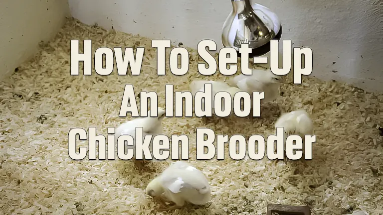 How to Create the Perfect Indoor Chicken Brooder: From Start to Outdoor Transition