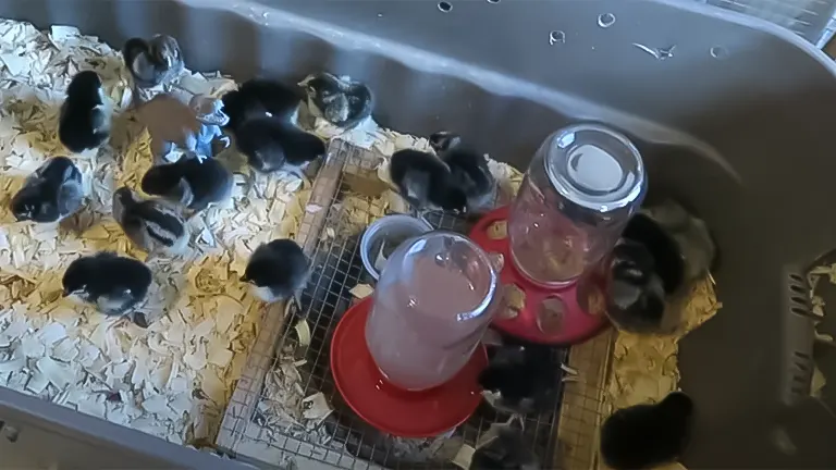 Chicks in a brooder with wood shavings, feeder, and waterer