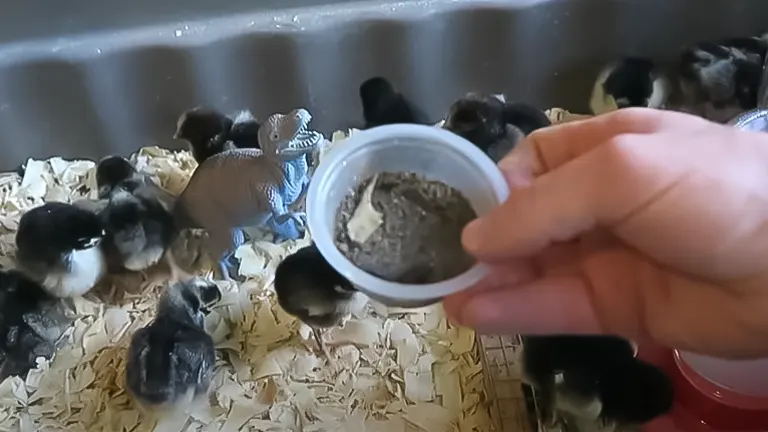 Hand holding a small container of feed with chicks