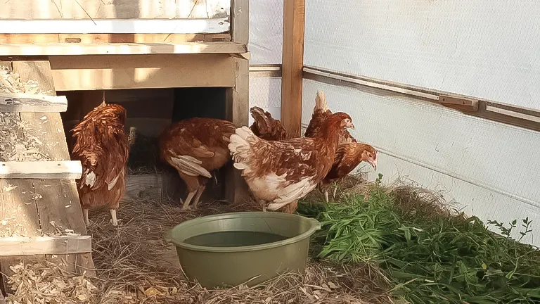 Chickens in a coop with a dirt floor, bedding, and fresh greens, near an open nesting area and water basin