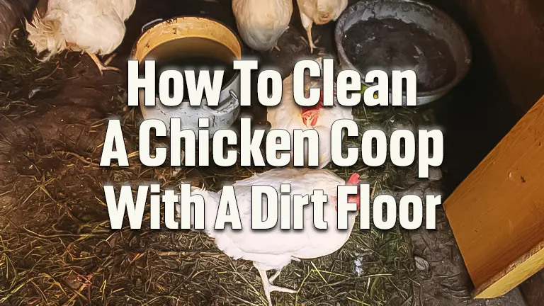 How to Clean a Chicken Coop with a Dirt Floor: Best Practices for Hygiene