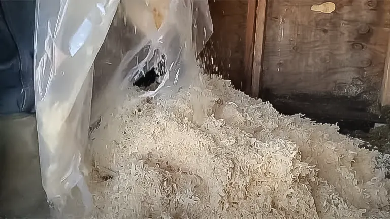 Fresh sawdust being poured into a chicken coop for new bedding over a dirt floor