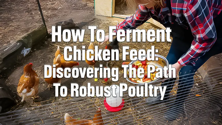 How to Ferment Chicken Feed: Discovering the Path to Robust Poultry